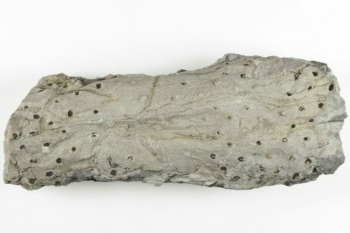 6.2" Fossil Lycopod Tree Root (Stigmaria) - Kentucky